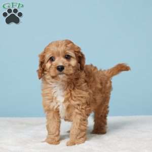 Milo, Cavapoo Puppy